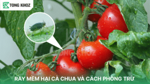 Rầy mềm hại cà chua