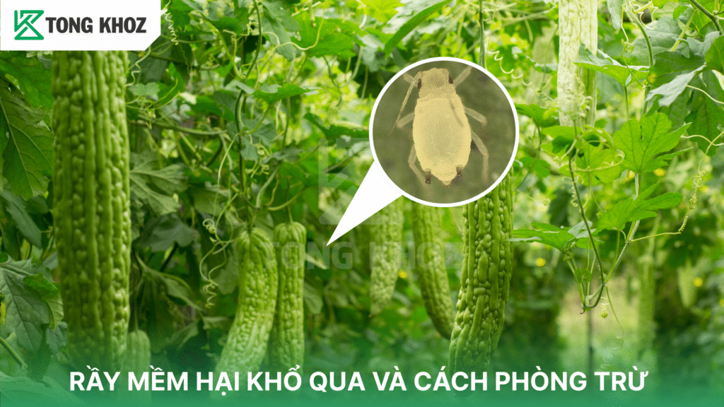 rầy mềm hại khổ qua