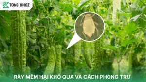 rầy mềm hại khổ qua