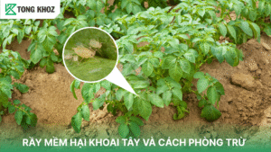 rầy mềm hại khoai tây