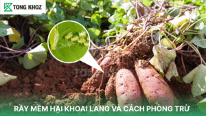 rầy mềm hại khoai lang