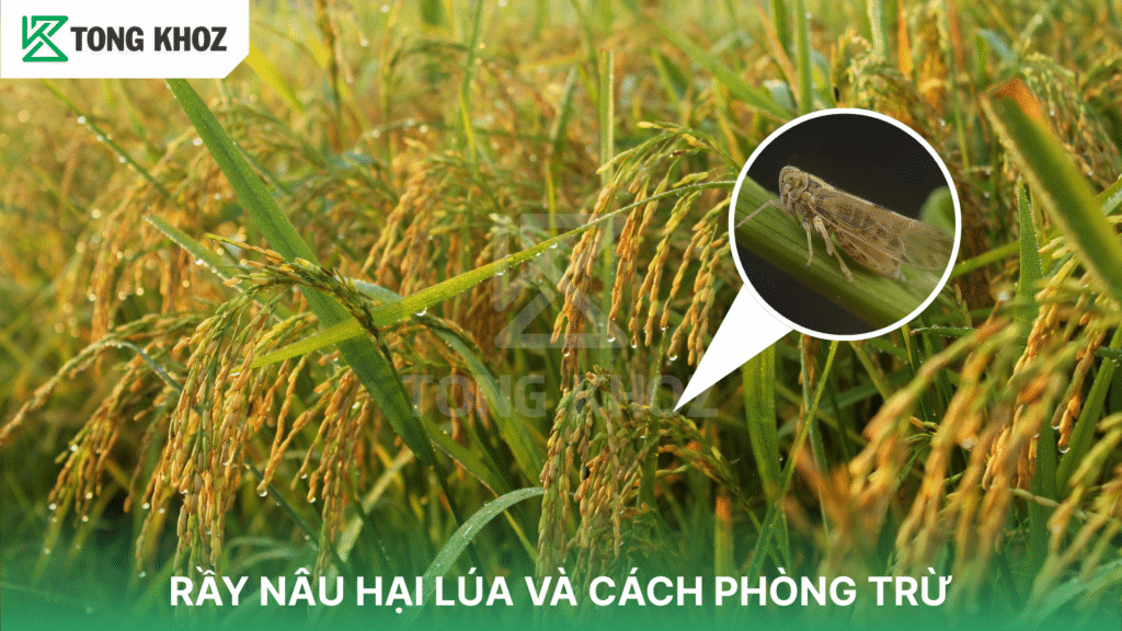 Rầy nâu hại lúa