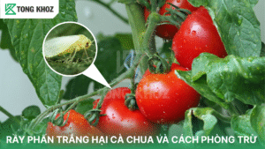 rầy phấn tắng hại cà chua