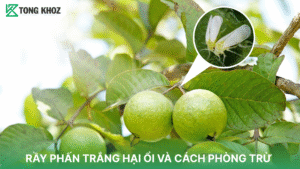 rầy phấn trắng hại ổi
