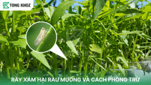 rầy xám hại rau muống