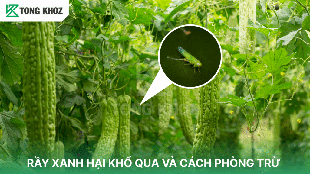 rầy xanh hại khổ qua