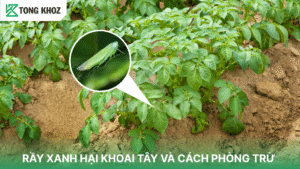 rầy xanh hại khoai tây