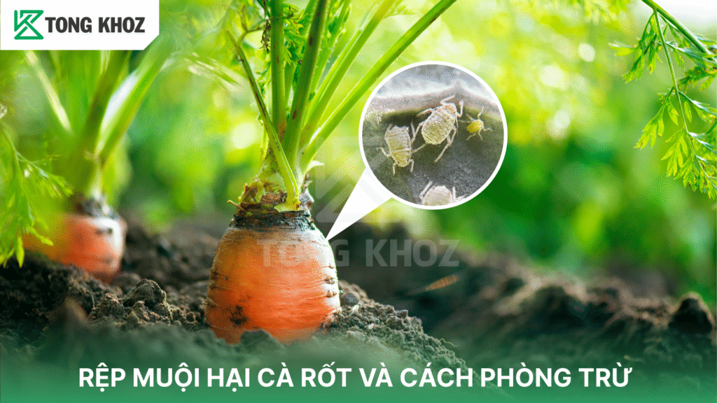 rệp muội hại cà rốt