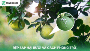 Rệp sáp hại bưởi