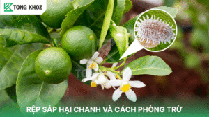 rệp sáp hại chanh