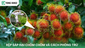 rệp sáp hại chôm chôm