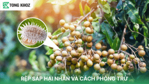 Rệp sáp hại nhãn
