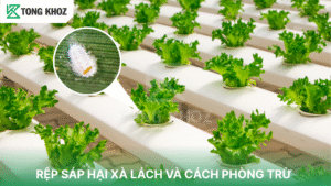 rệp sáp hại xà lách
