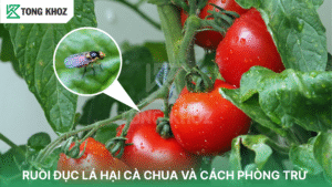 ruồi đục lá hại cà chua