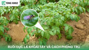 ruồi đục lá khoai tây