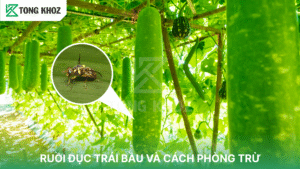 Ruồi đục trái bầu