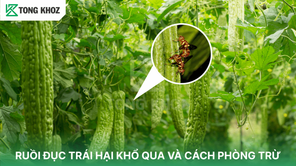 ruồi đục trái hại khổ qua