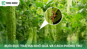 ruồi đục trái hại khổ qua