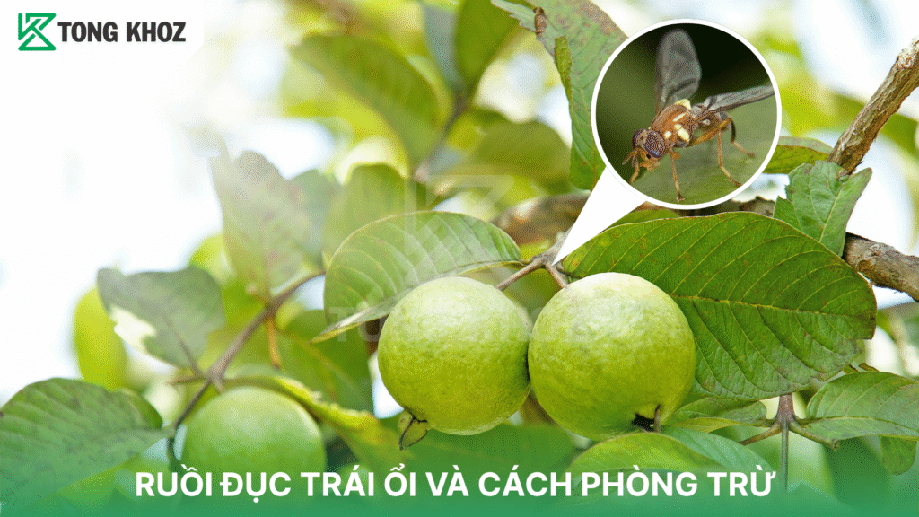 ruồi đục trái ổi