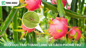 ruồi đục trái thanh long