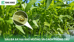 sâu ba ba hại rau muống