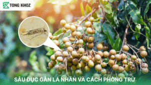 sâu đục gân lá nhãn