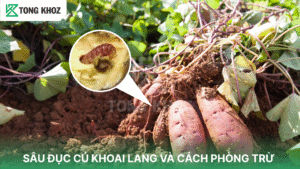 sâu đục củ khoai lang