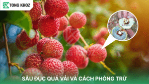 sâu đục quả vải