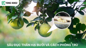 sâu đục thân hại bưởi