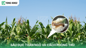 Sâu đục thân hại ngô