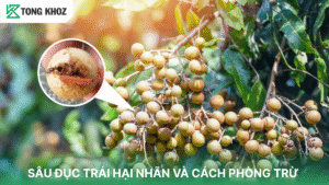 Sâu đục trái nhãn