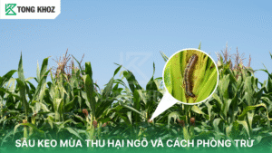 Sâu keo mùa thu hại ngô