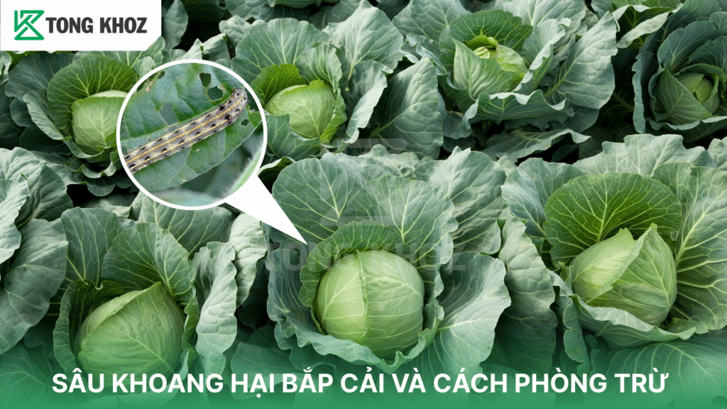 Sâu khoang hại bắp cải