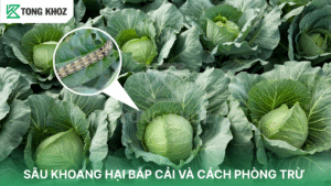 Sâu khoang hại bắp cải