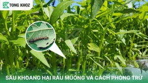 sâu khoang hại rau muống