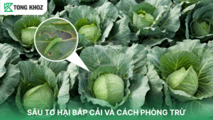 sâu tơ hại bắp cải