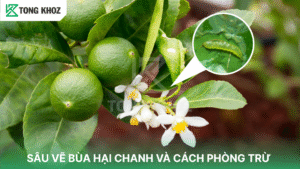 Sâu vẽ bùa hại chanh