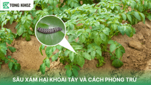 sâu xám hại khoai tây