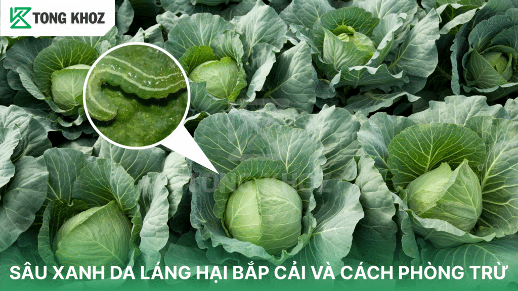 sâu xanh da láng hại bắp cải