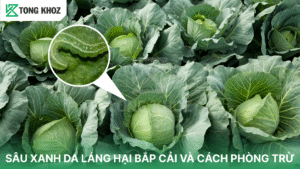sâu xanh da láng hại bắp cải