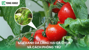 sâu xanh da láng hại cà chua