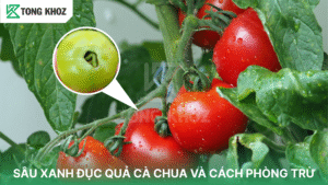 Sâu xanh đục quả cà chua
