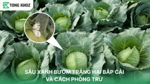 sâu xanh bướm trắng hại bắp cải