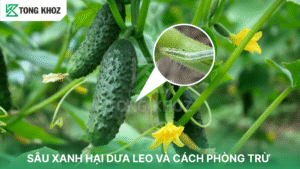 sâu xanh hại dưa leo