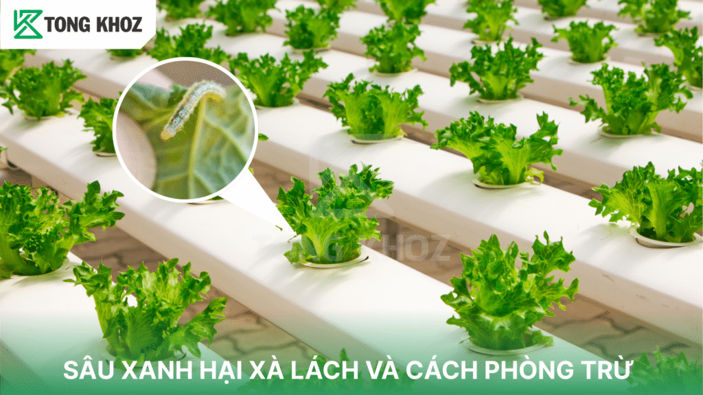 sâu xanh hại xà lách