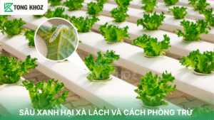 sâu xanh hại xà lách