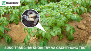 sùng trắng hại khoai tây
