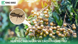 xén tóc hại nhãn
