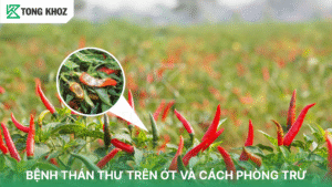 bệnh thán thư trên ớt