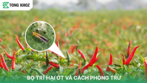 bọ trĩ hại ớt